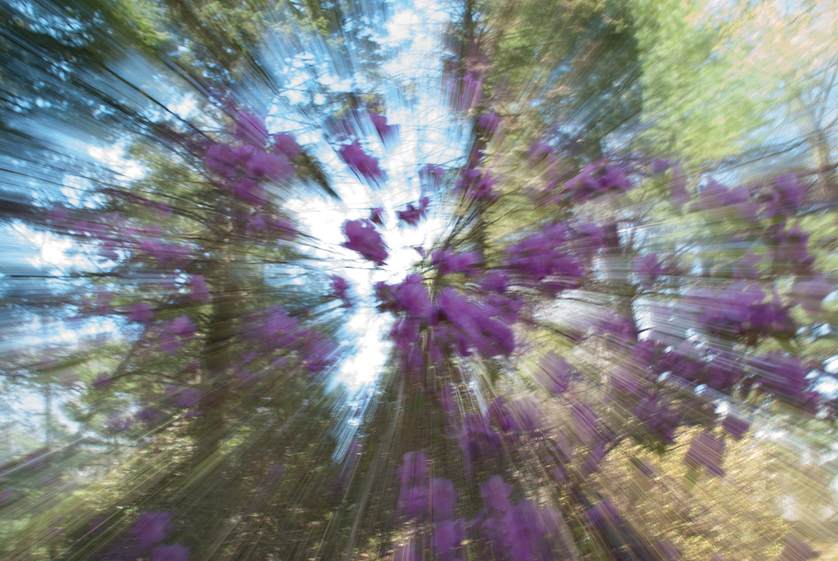 blurry trees dizziness.jpg.838x0_q67_crop-smart